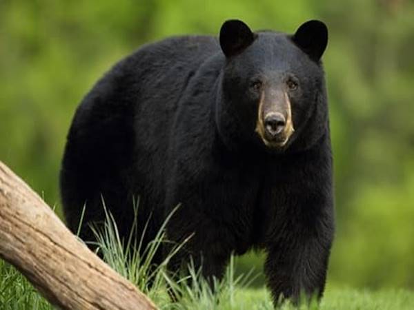 Nằm mơ thấy gấu đánh gấu có ý nghĩa gì? điềm báo gì? Số của con gấu là gì?
