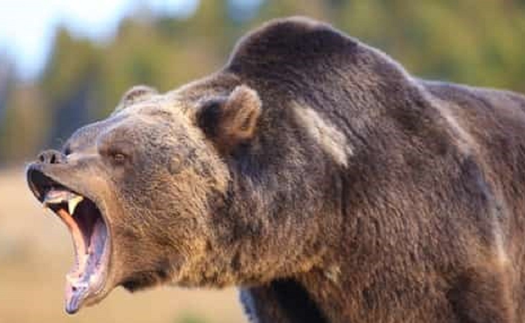 Nằm mơ thấy gấu đánh gấu có ý nghĩa gì? Điềm báo gì? Số của con gấu là gì?