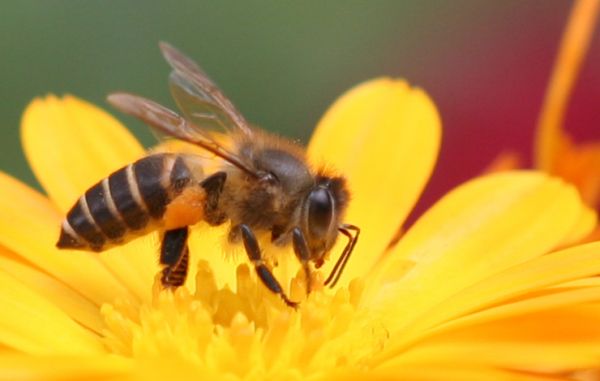 Nằm mơ thấy con ong, tổ ong là số mấy ? Là điềm báo gì ? Đánh con gì ? - c3kienthuyhp.edu.vn